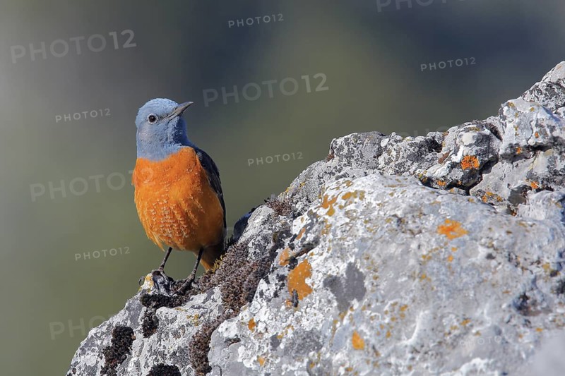 Common Rock Thrush (Monticola saxatilis) male perched on a rock, Andalusia, Spain