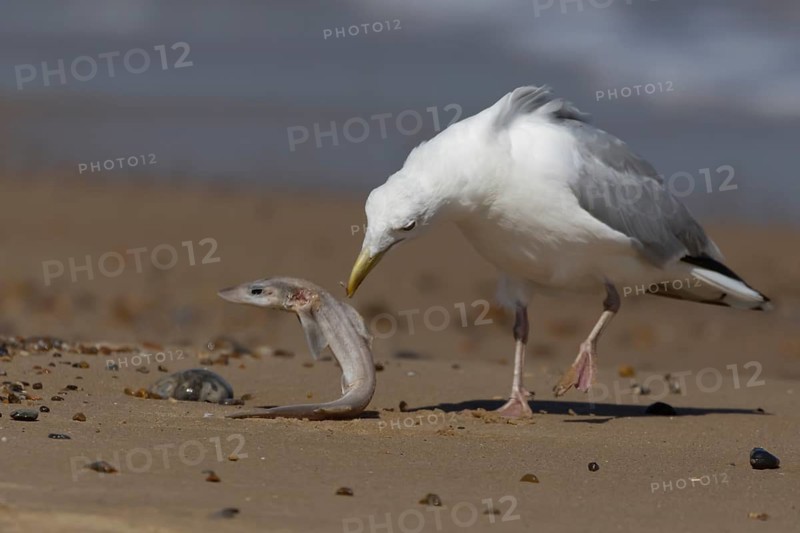 Herring gull (Larus argentatus) adult seagull bird feeding on a Dogfish shark fish on a beach in summer, England, United Kingdom