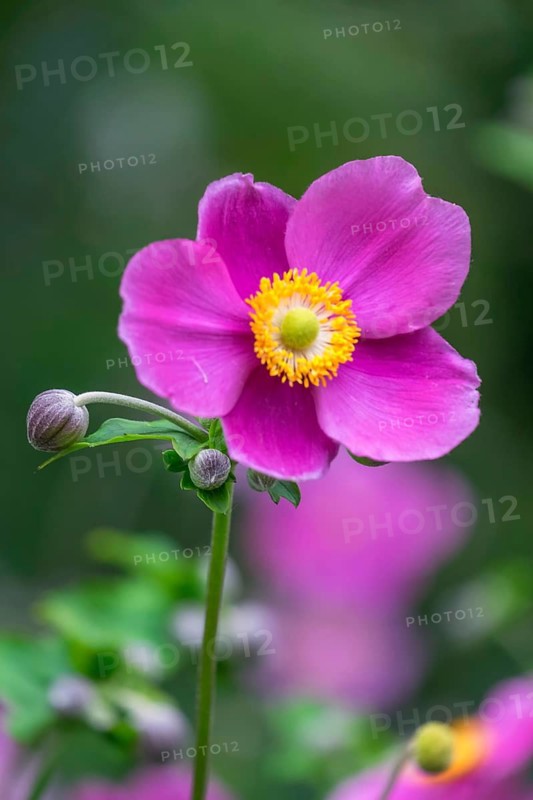 Chinese anemone (Anemone hupehensis), Lower Rhine, North Rhine-Westphalia, Germany