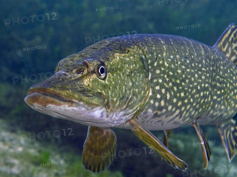 Close-up of a pike (Esox lucius) in clear water, detailed depiction of the scales. Dive site car park Post, Überlingen, Lake Constance, Germany