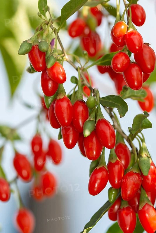 Goji berry (Lycium barbarum SWEET LIFEBERRY ®), Germany