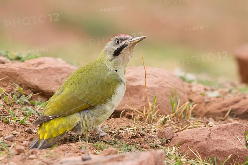 Levaillant's Woodpecker (Picus vaillantii) male, Morocco