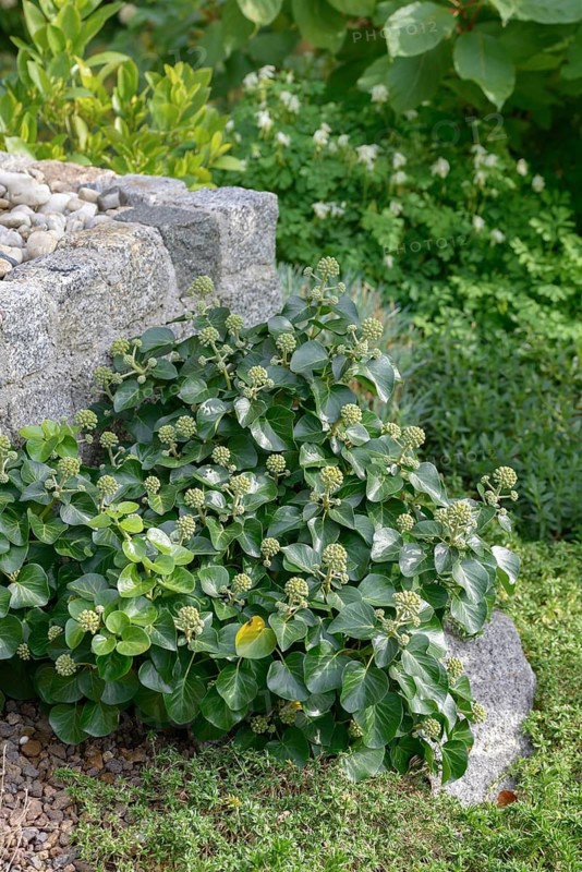Shrub ivy (Hedera hibernica 'Arbori Compact'), An den Dorfwiesen 9, Federal Republic of Germany
