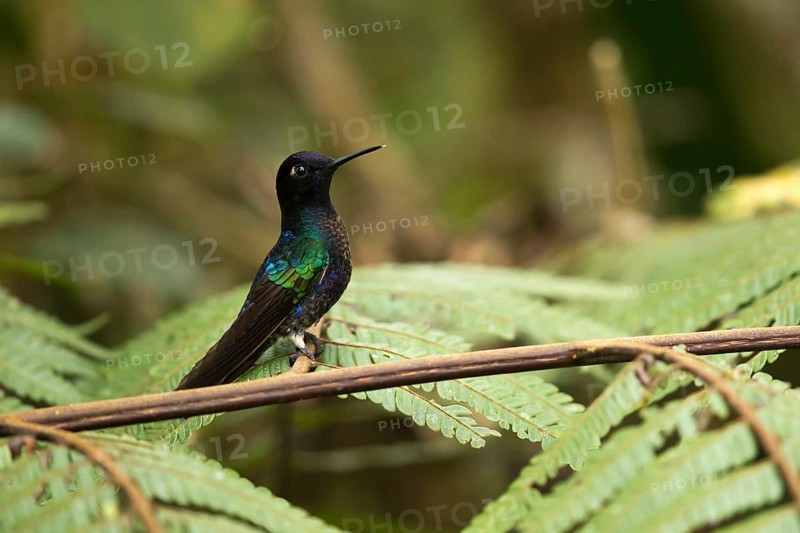 Velvet-purple Coronet (Boissonneaua jardini) juvenile perched on a branch, Andes Mountains, Colombia