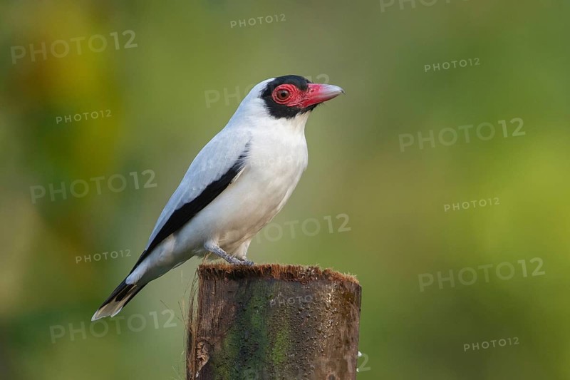 Black-tailed Tityra (Tityra cayana), Ecuador