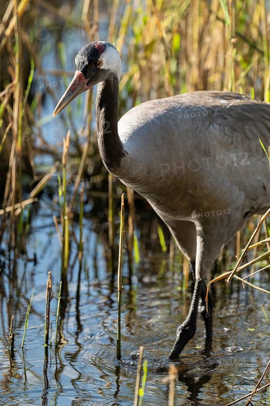 Crane (Grus grus), portrait, foraging in the shallow water zone of a lake, Lower Saxony, Germany