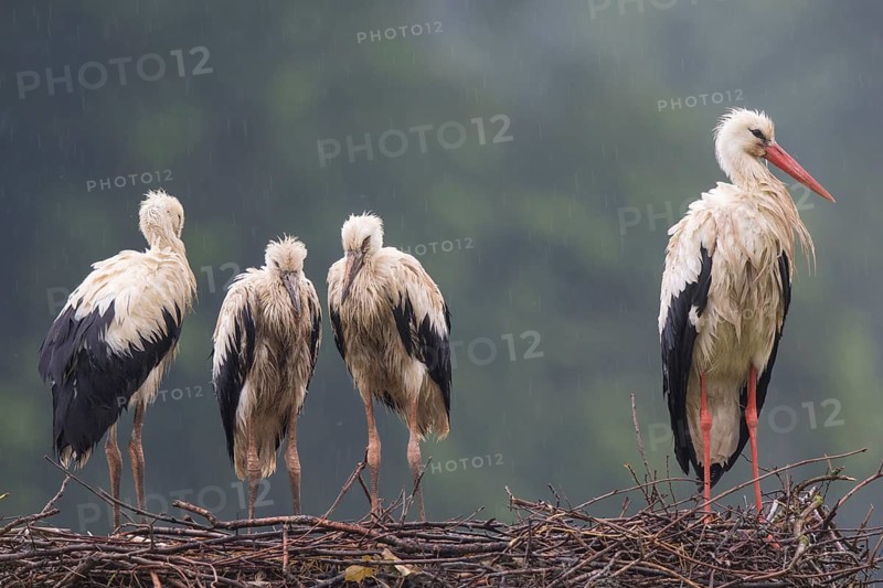 White Stork (Ciconia ciconia) with juveniles in nest after a heavy rain shower, North Rhine-Westphalia, Germany