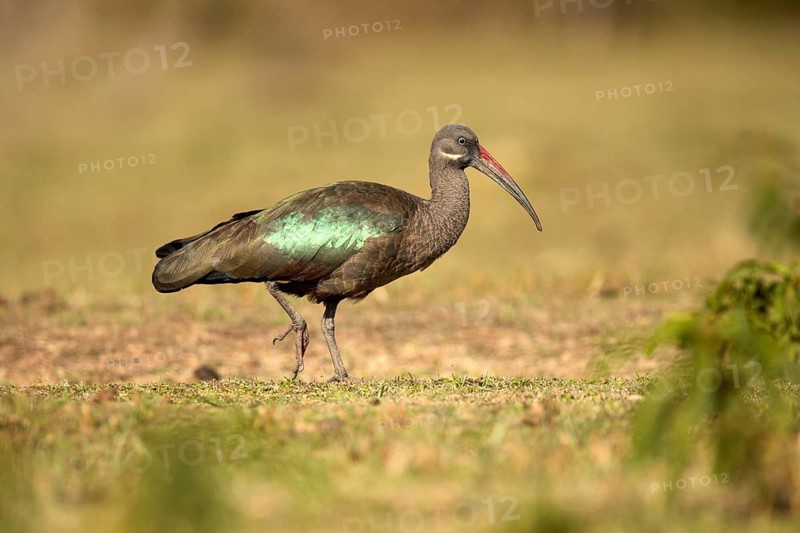 Hadada Ibis (Bostrychia hagedash) foraging, Lake Langano, Ethiopia