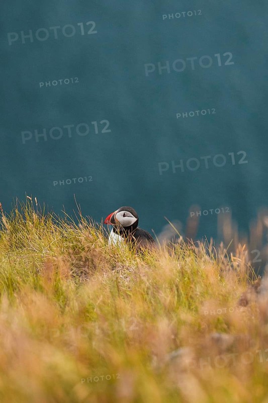 A lone puffin, Fratercula arctica, peeks through tall grass on a lush cliffside in Norway The vibrant backdrop of the ocean and sky enhances this natural scene, ideal for travel and nature themes