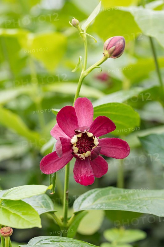 Spice bush (Calycanthus 'Aphrodite'), BS Sämann, Germany