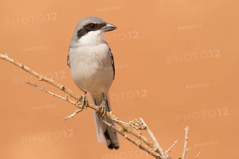 Great Grey Shrike (Lanius excubitor) male, Morocco