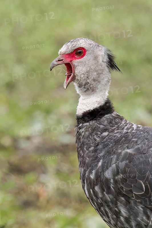 Southern Screamer (Chauna torquata) perched on a branch in the Pantanal of Brazil