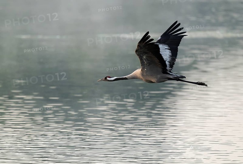 Crane (Grus grus) in flight over a lake, morning mist, Lower Saxony, Germany