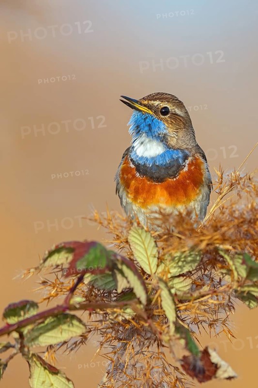 White-throated bluethroat (Luscinia svecica), Luscinia svecicus, Hockenheim, Baden-Württemberg, Germany