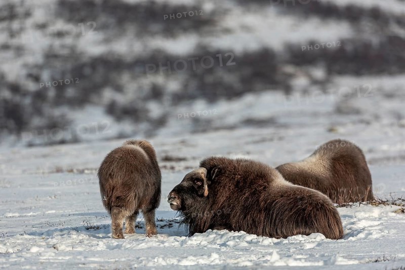 The look of the mother musk ox (Ovibos moschatus) signals little enthusiasm towards the calf to end the break, animal kids, winter, snow, cold, tundra landscape, October, Norway