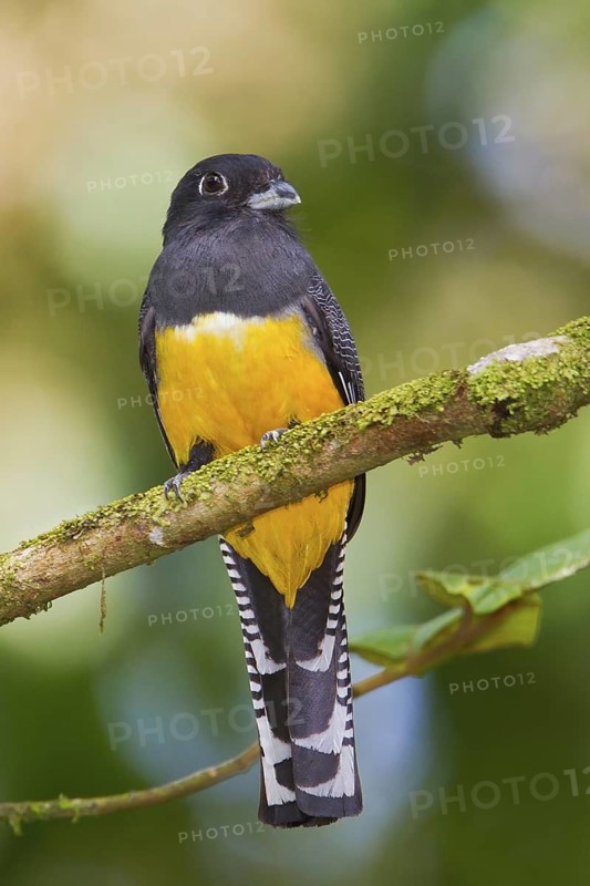 Violoceous Trogon (Trogon Violaceus) perched on a branch in Costa Rica, Central America
