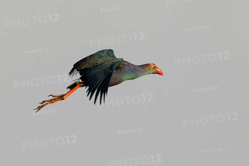 Grey-headed Swamphen (Porphyrio poliocephalus) flying, Bueng Boraphet, Thailand