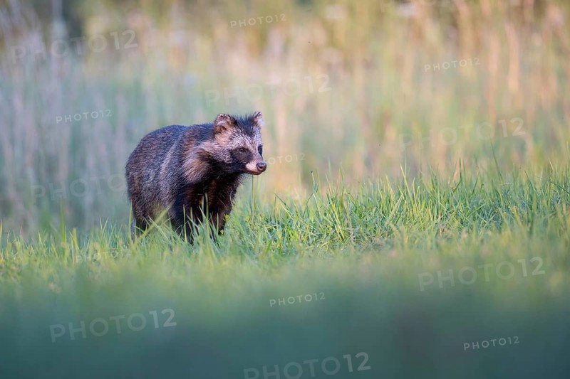 Raccoon dog (Nyctereutes procyonoides) looking curiously at a forest clearing, Podlaskie Voivodeship, Poland