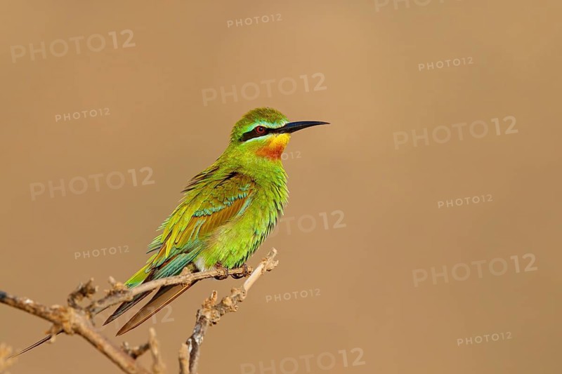 Blue-cheeked Bee-eater, (Merops persicus), family of bee-eaters, bird on perch, Al Mughsyal, Salalah, Dhofar, Oman