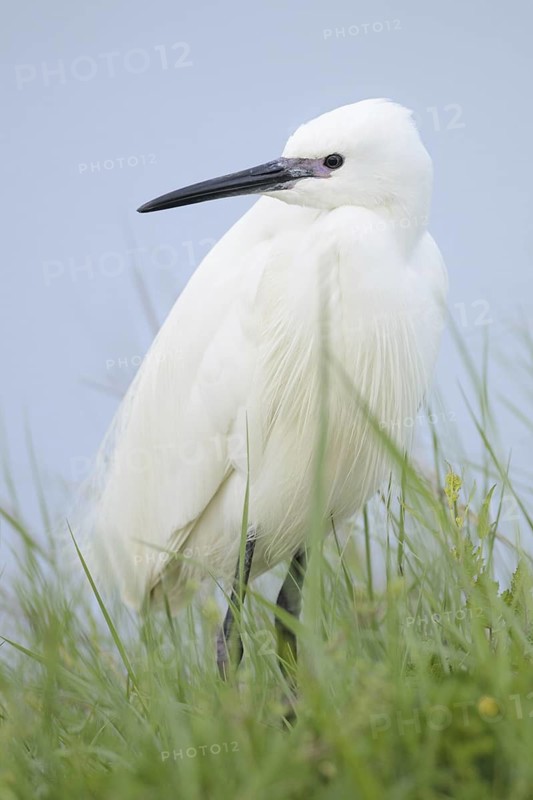 Little Egret (Egretta garzetta), France