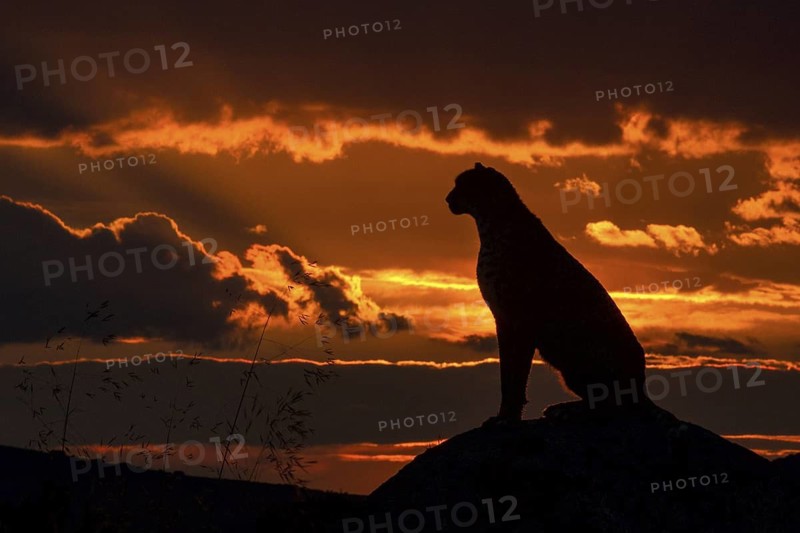 Cheetah (Acinonyx jubatus) captive, female in sunset, Castile-La Mancha, Spain