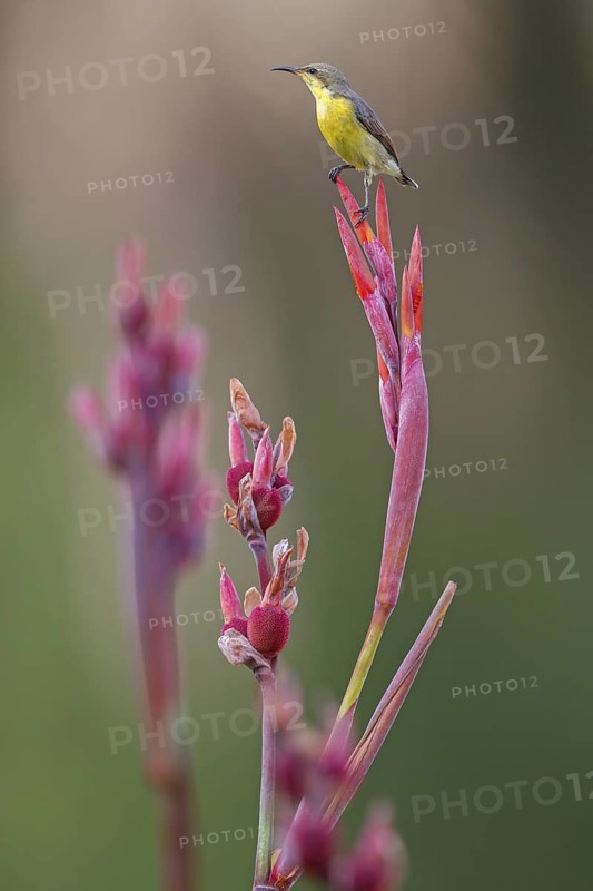 Purple Sunbird, (Cinnyris asiaticus), Nectarinia asiatica, female, biotope, habitat, animals, birds, Al Qurm Park, Muscat, Muscat, Oman