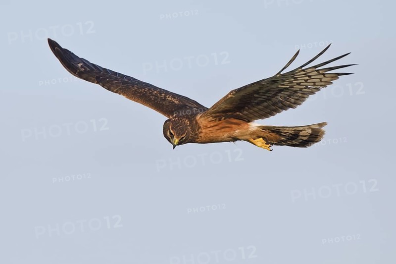 Northern Harrier (Circus hudsonius) female flying, Texas, USA