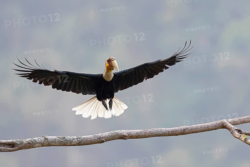 Wreathed Hornbill (Rhyticeros undulatus) male, Yunnan, China