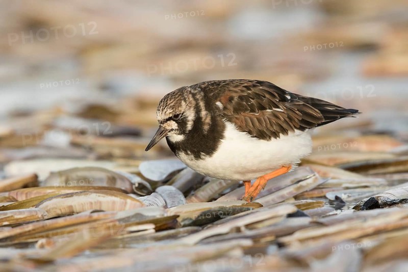 Ruddy Turnstone (Arenaria interpres) foraging at shoreline, North Holland, Netherlands