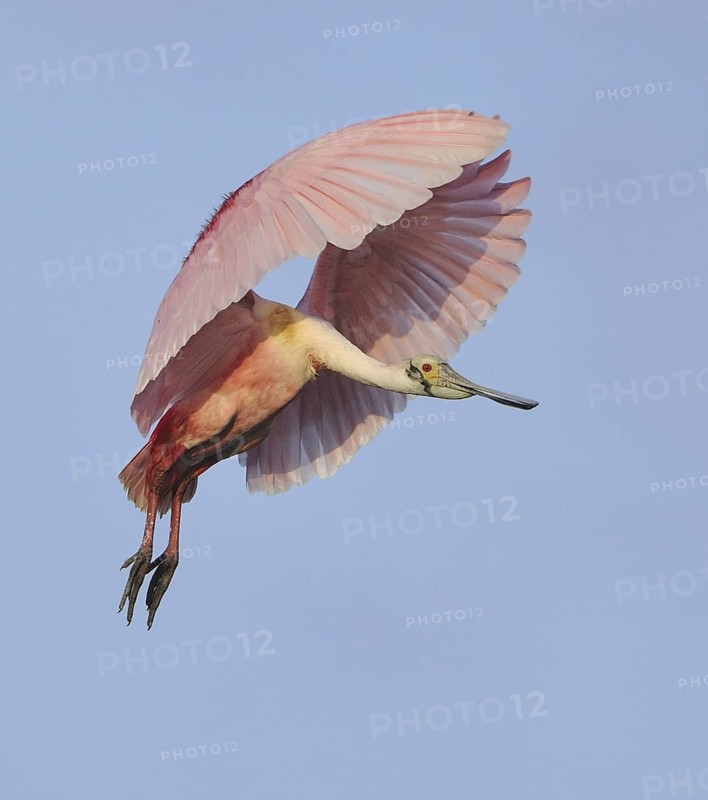 Roseate Spoonbill (Platalea ajaja), Texas, USA
