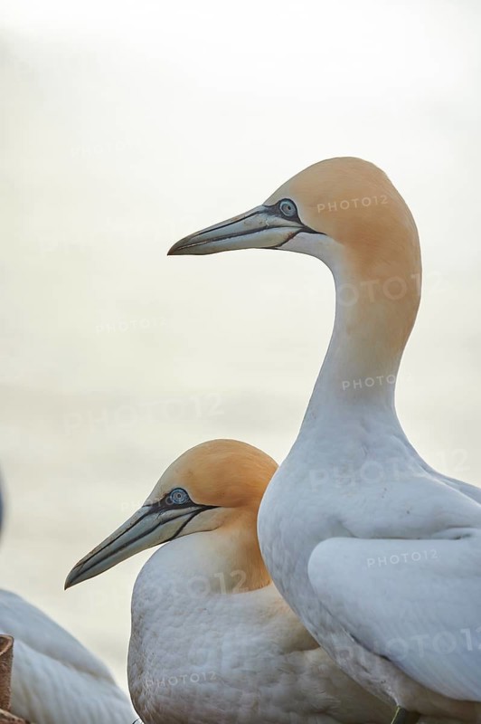 Northern gannet (Morus bassanus) couple, portrait, close-up, wildlife, Helgoland, Germany