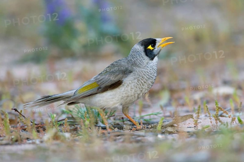 Noisy Miner (Manorina melanocephala) calling, Victoria, Australia