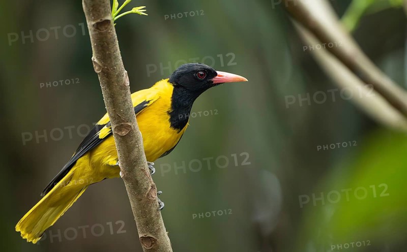 A Black-hooded Oriole (Oriolus xanthornus), sreepur, Gazipur, bangladesh