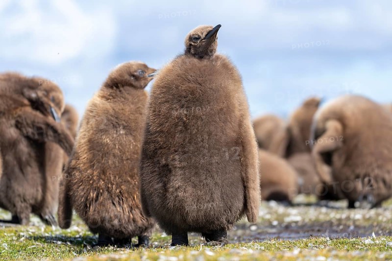 King penguin (Aptenodytes patagonicus), chick with brown down plumage in a colony, Volunteer Point, Falkland Islands