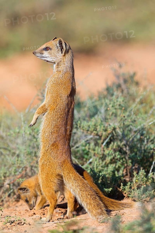 Yellow mongoose (Cynictis penicillata), Addo Elephant National Park, Addo, Western Cape, South Africa