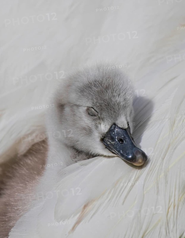 Mute Swan (Cygnus olor) huddling chick, Baden-Wuerttemberg, Germany
