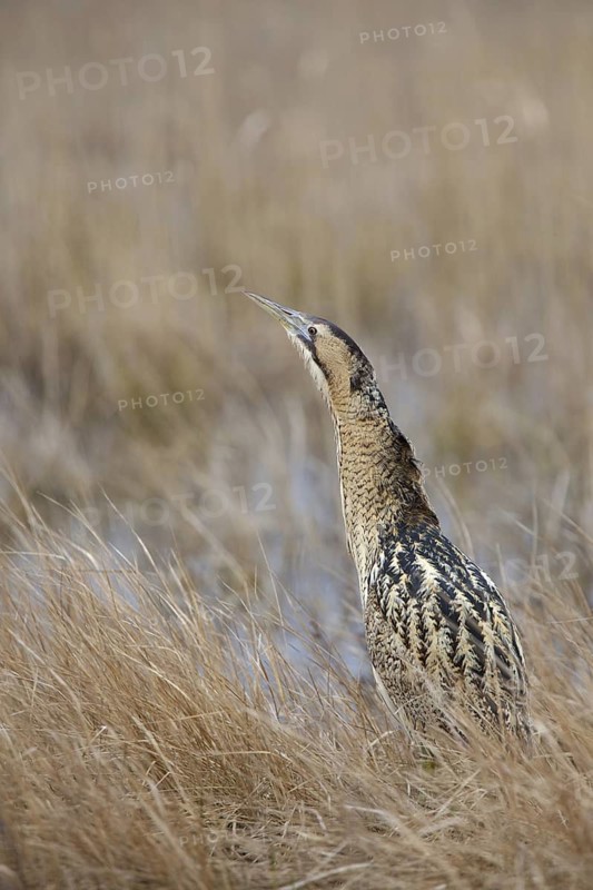 Eurasian Bittern (Botaurus stellaris), Burgenland, Austria