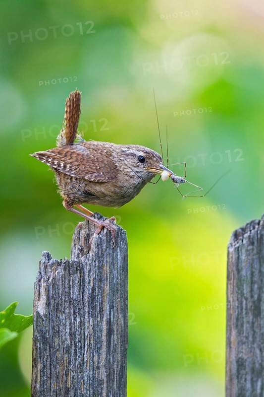 Eurasian Wren (Troglodytes troglodytes) carrying insect in beak, Bavaria, Germany