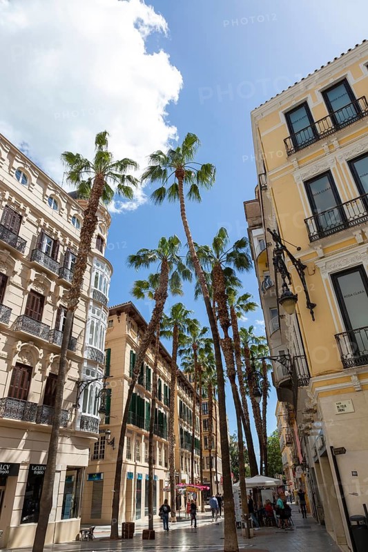 Historic street with tall palm trees between elegant buildings and blue sky, Malaga, Spain