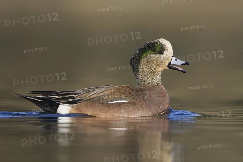 American Wigeon (Mareca americana) male, British Columbia, Canada