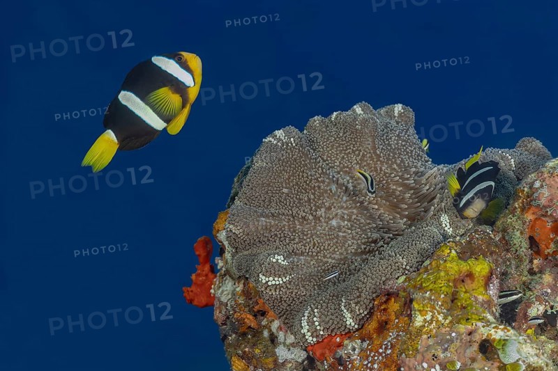 Clark's anemonefish swim gracefully around a magnificent sea anemone in the vibrant undersea world of the Maldives. Their striking colors add life to the coral reef ecosystem
