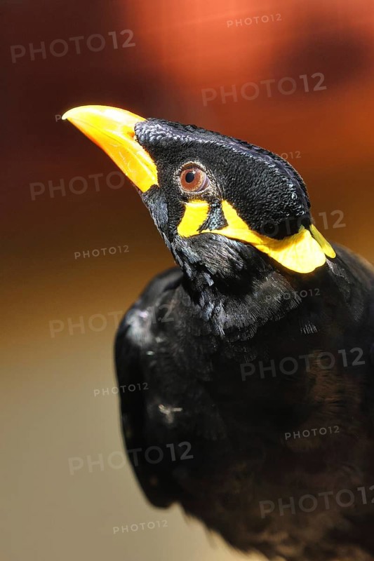 Beo (Gracula religiosa) bird (Gracula indica), occurring in the mountainous regions of South Asia and Southeast Asia, portrait, animal portrait, captive, Hesse, Germany