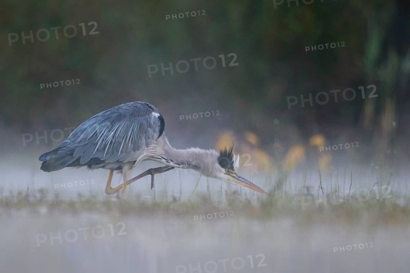 Grey Heron (Ardea cinerea) scratching, North Rhine-Westphalia, Germany