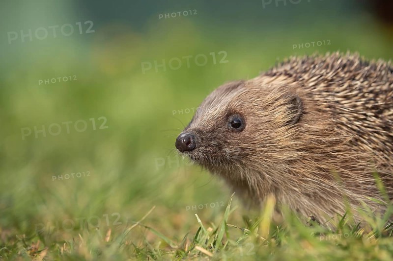 European hedgehog (Erinaceus europaeus) adult animal on a garden grass lawn in the spring, England, United Kingdom