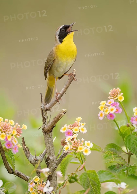 Common Yellowthroat (Geothlypis trichas) male singing, Texas, USA