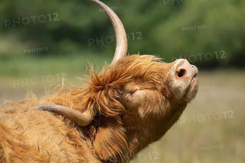 Highland cow or cattle (Bos taurus taurus) adult farm animal head portrait, England, United Kingdom