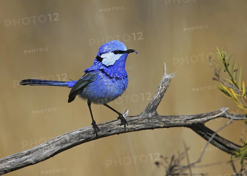 Splendid Fairywren (Malurus splendens) male, Victoria, Australia
