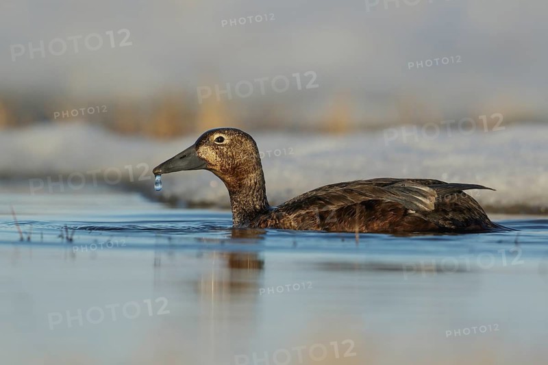 Steller's Eider (Polysticta stelleri) feeding on a small pond on the tundra in Northern Alaska