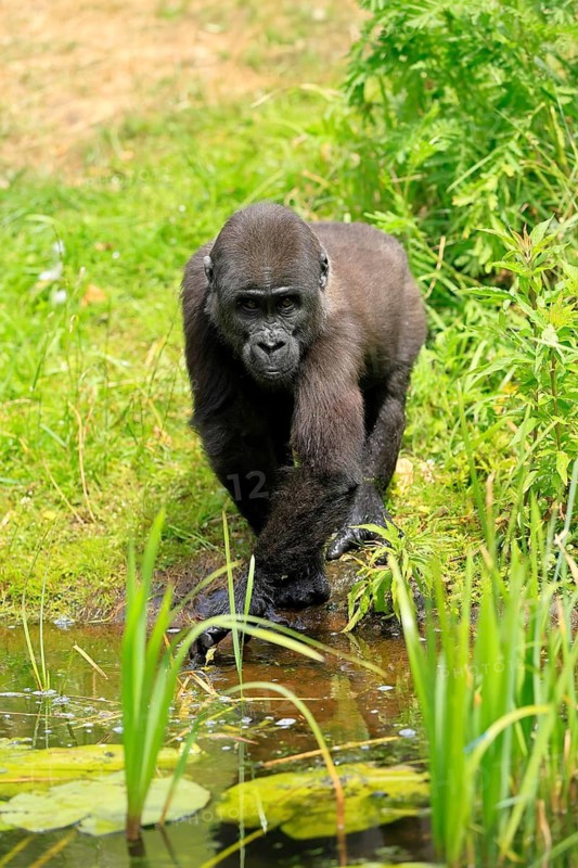 Western gorilla (Gorilla gorilla), young animal, at the water, splashing, playing, discovering