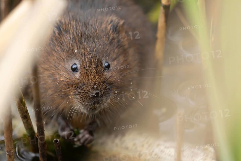 Water vole (Arvicola amphibius) adult rodent animal amongst reeds in a pond in summer, RSPB Minsmere nature reserve, Suffolk, England, United Kingdom
